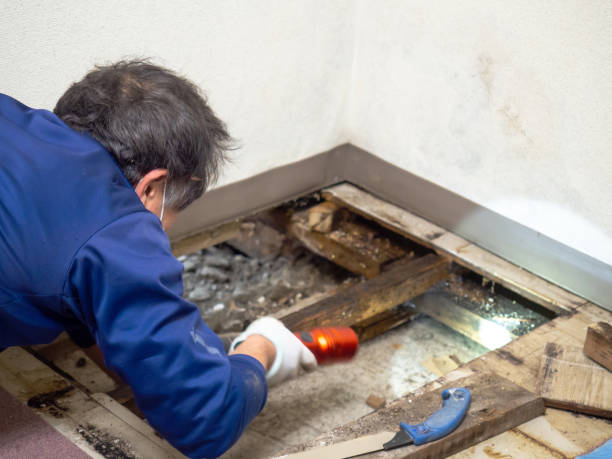 Best Mold Damage Repair  in Eldorado, TX