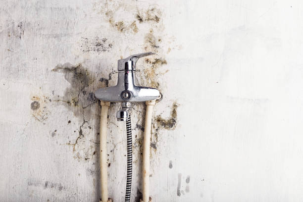 Professional Mold Removal in Eldorado, TX