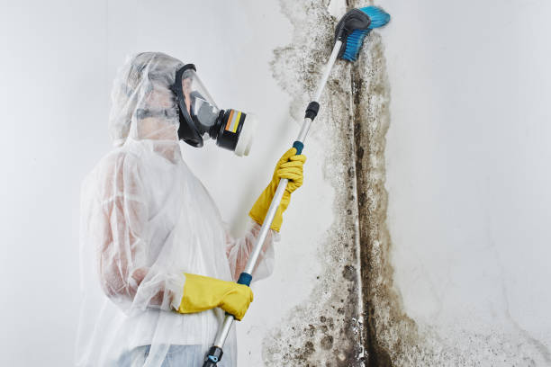 Best Fast Mold Removal  in Eldorado, TX