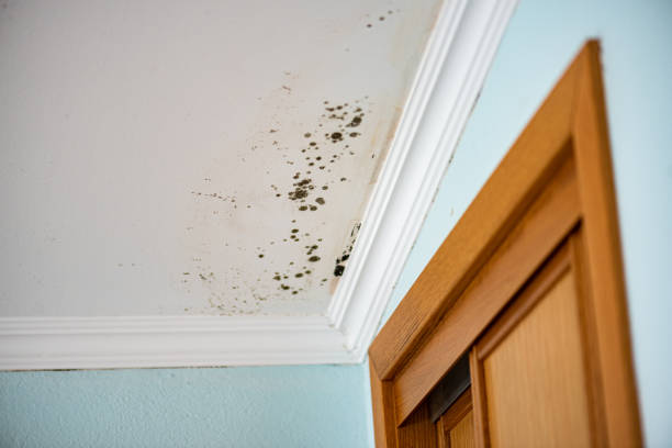 Best Crawl Space Mold Removal  in Eldorado, TX