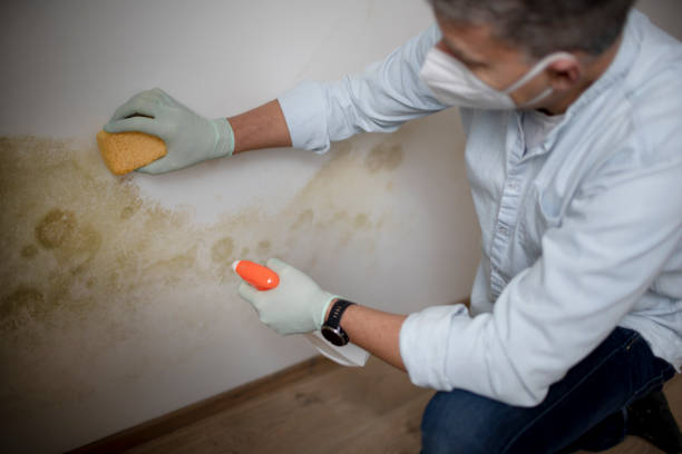 Mold Removal Process in Eldorado, TX