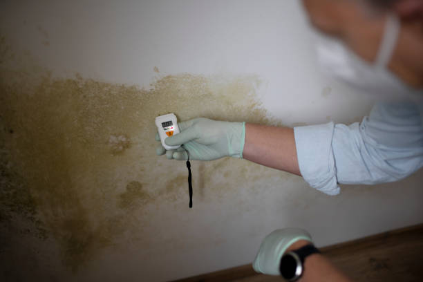 Best Residential Mold Removal  in Eldorado, TX