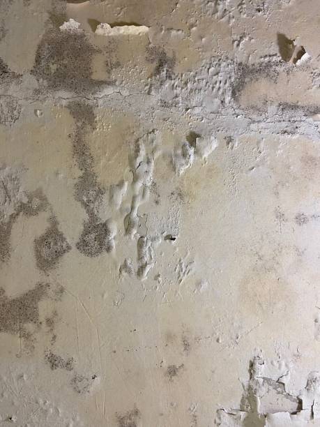 Mold Testing and Removal in Eldorado, TX