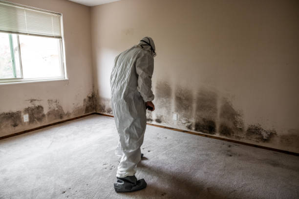 Best Home Mold Removal  in Eldorado, TX