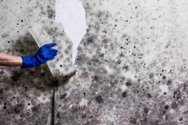 Best Mold Remediation  in Eldorado, TX