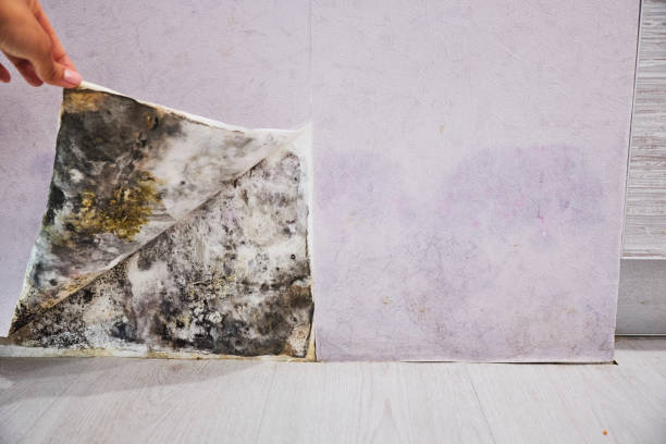 Best Mold Remediation  in Eldorado, TX